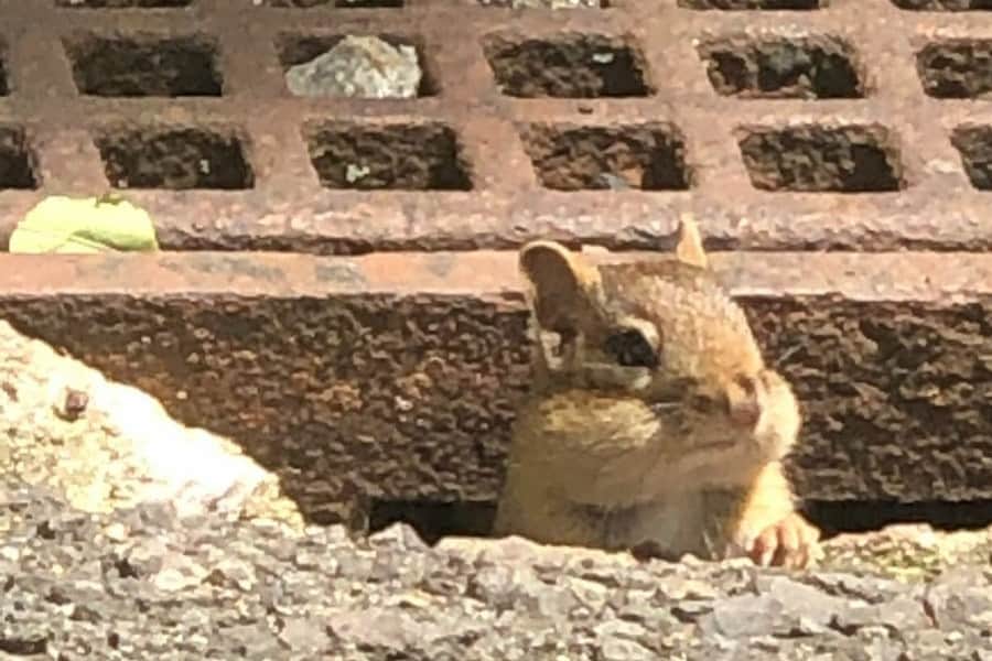 chipmunk street net