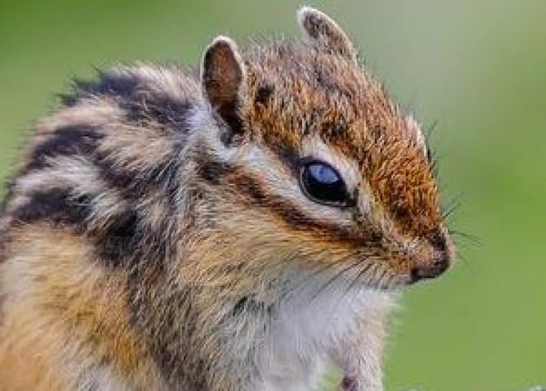 chipmunk small