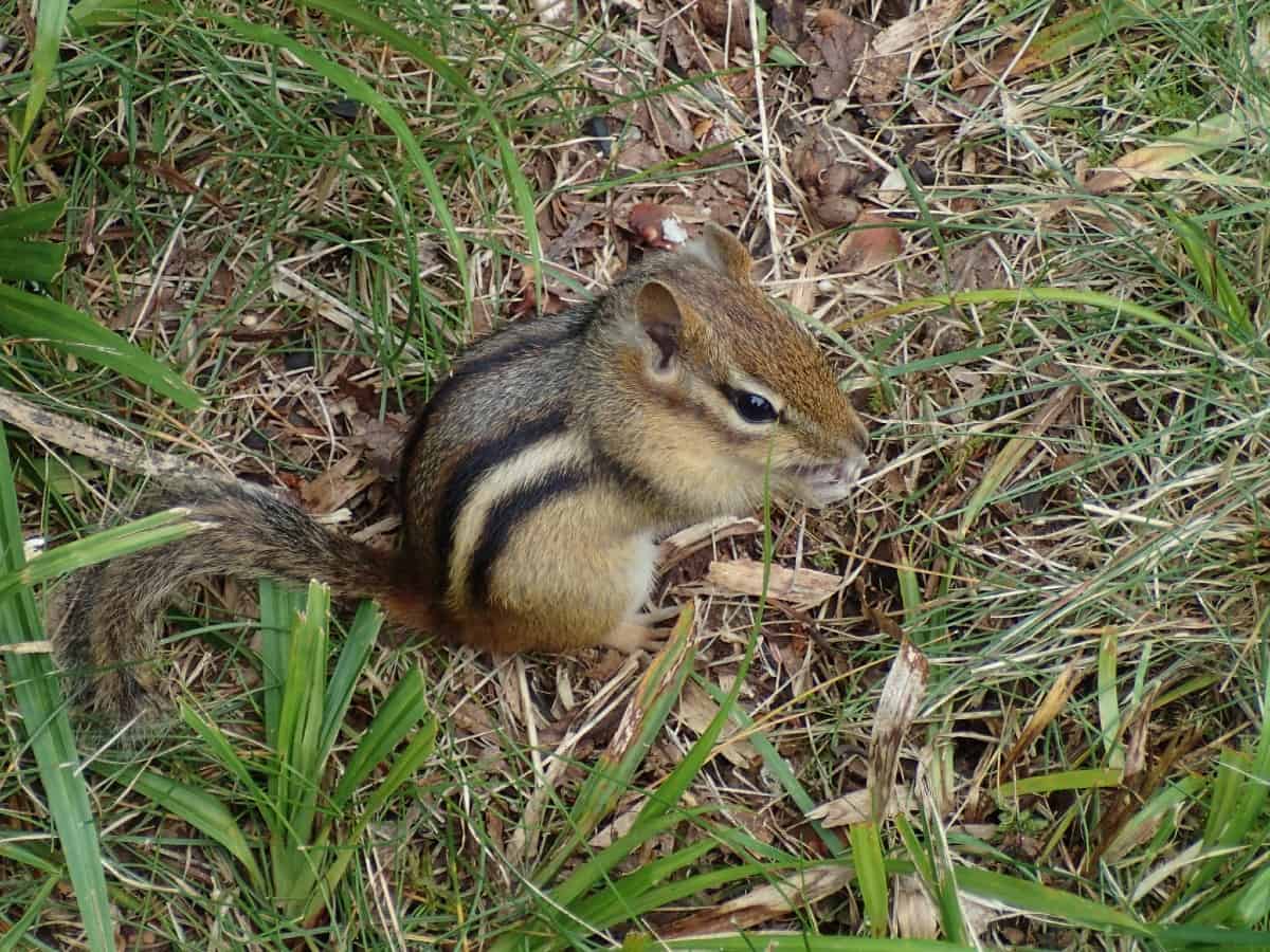 chipmunk on grass