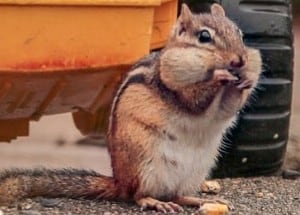 How to Keep Chipmunks Out of Car? It's Simple!