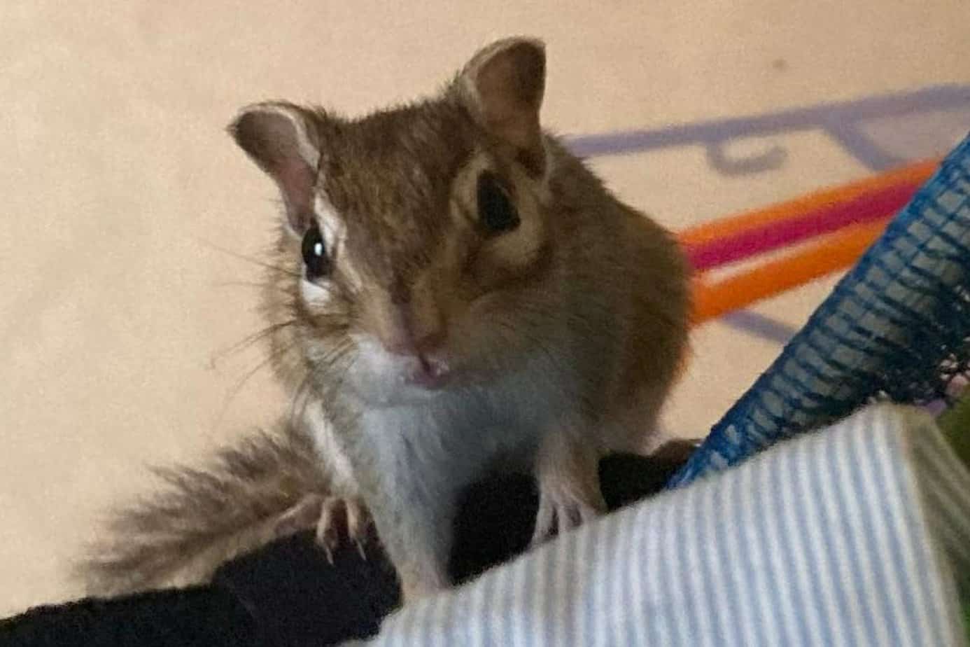 How to Keep Chipmunks Out of Car? It's Simple!