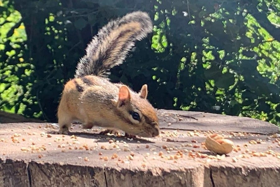 chipmunk eats food on stump