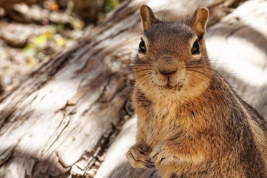 chipmunk on sunshine