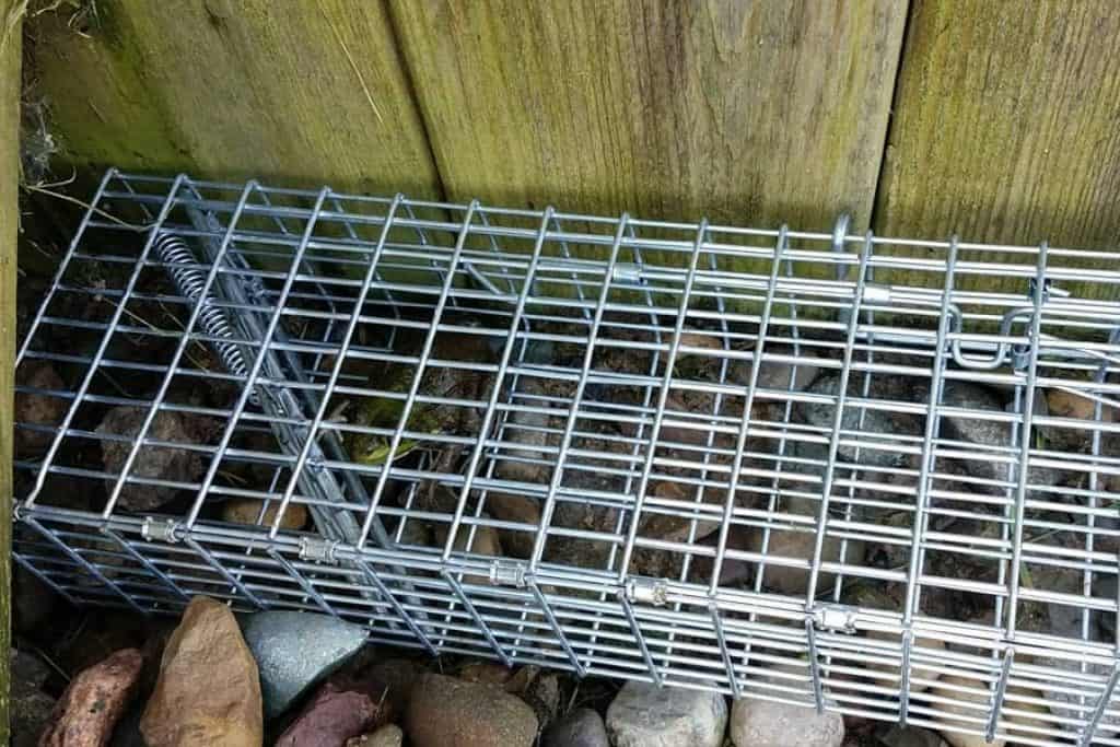 How to Catch Chipmunk: Rules for Getting Rid of Elusive Rodents