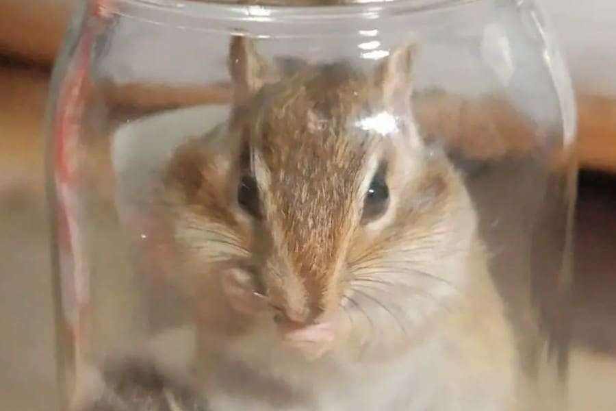 chipmunk in trap