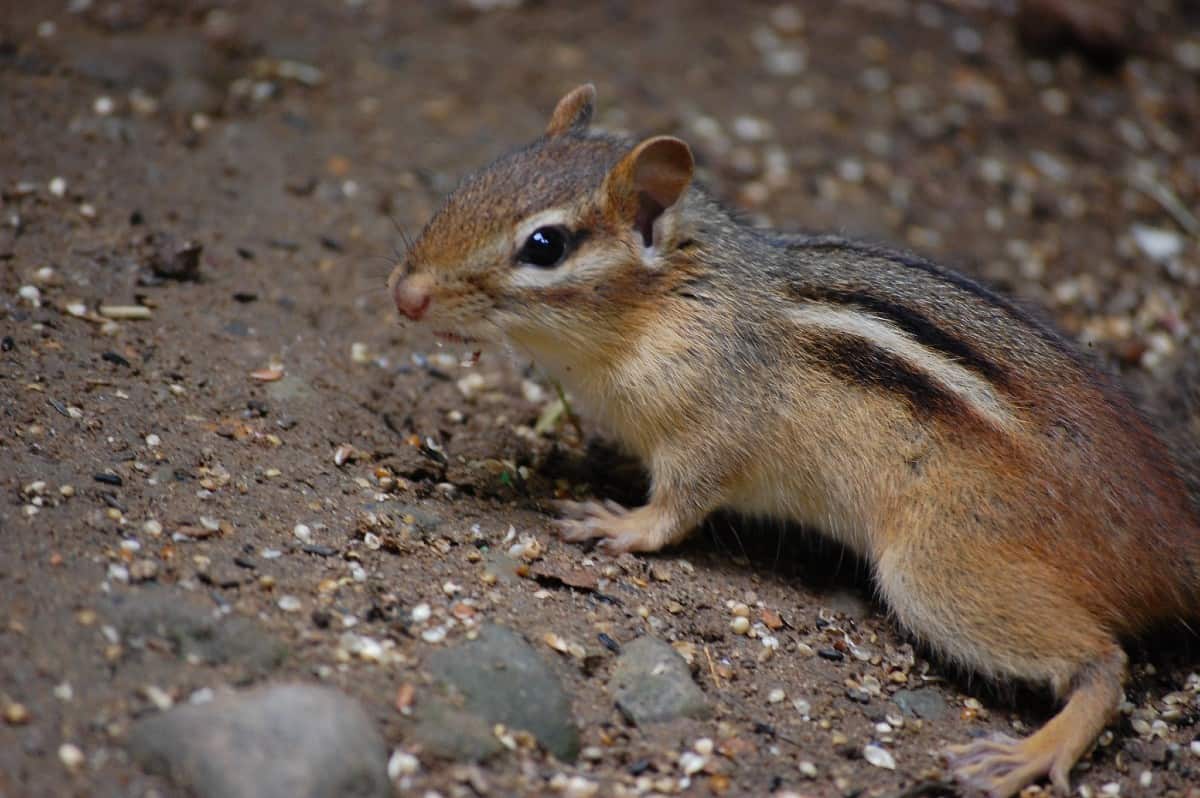 chipmunk walking