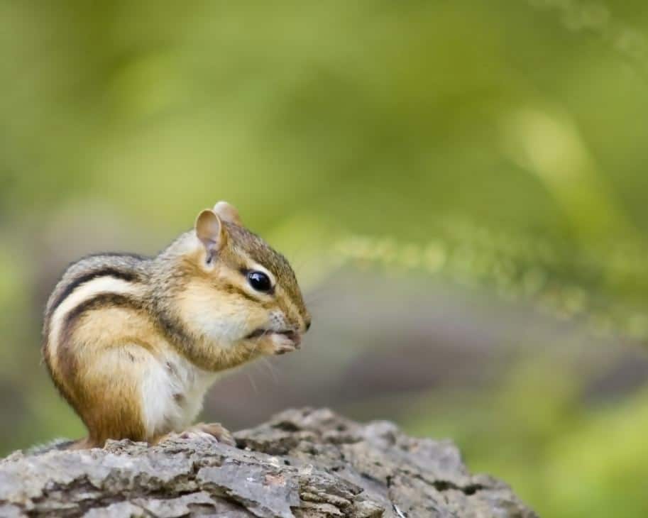 A little chipmunk