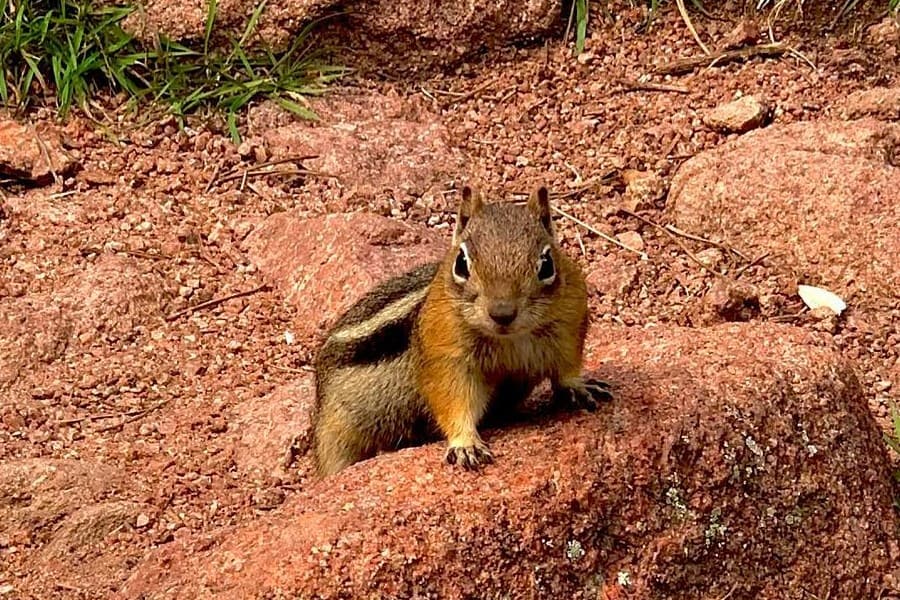 chipmunks on area