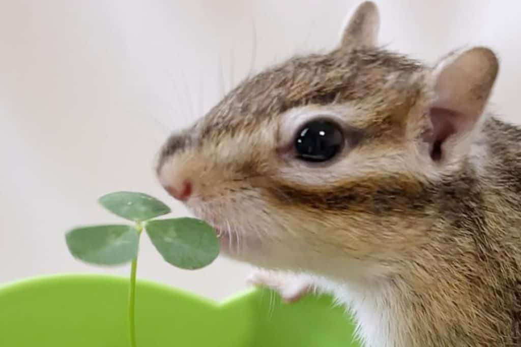 What Do Chipmunks Eat in the Garden: Rodent Control on Your Property