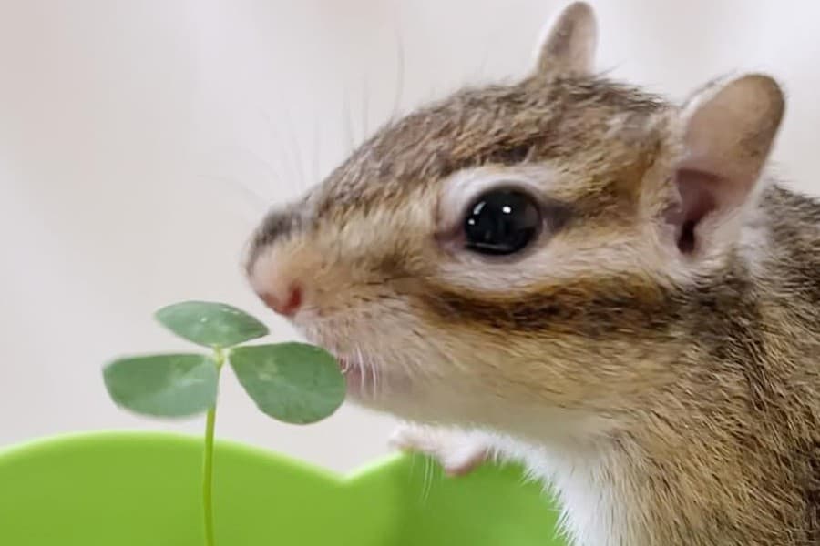 chipmunk green flower