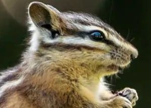 Are chipmunks dangerous and how to deal with them?