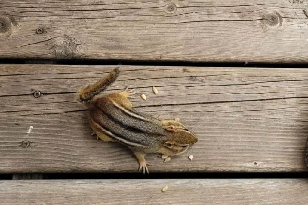 What Do Chipmunks Eat in the Garden: Rodent Control on Your Property