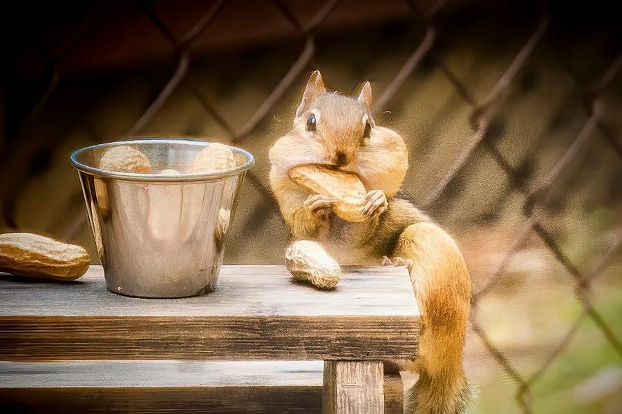 chipmunk and big forest nuts