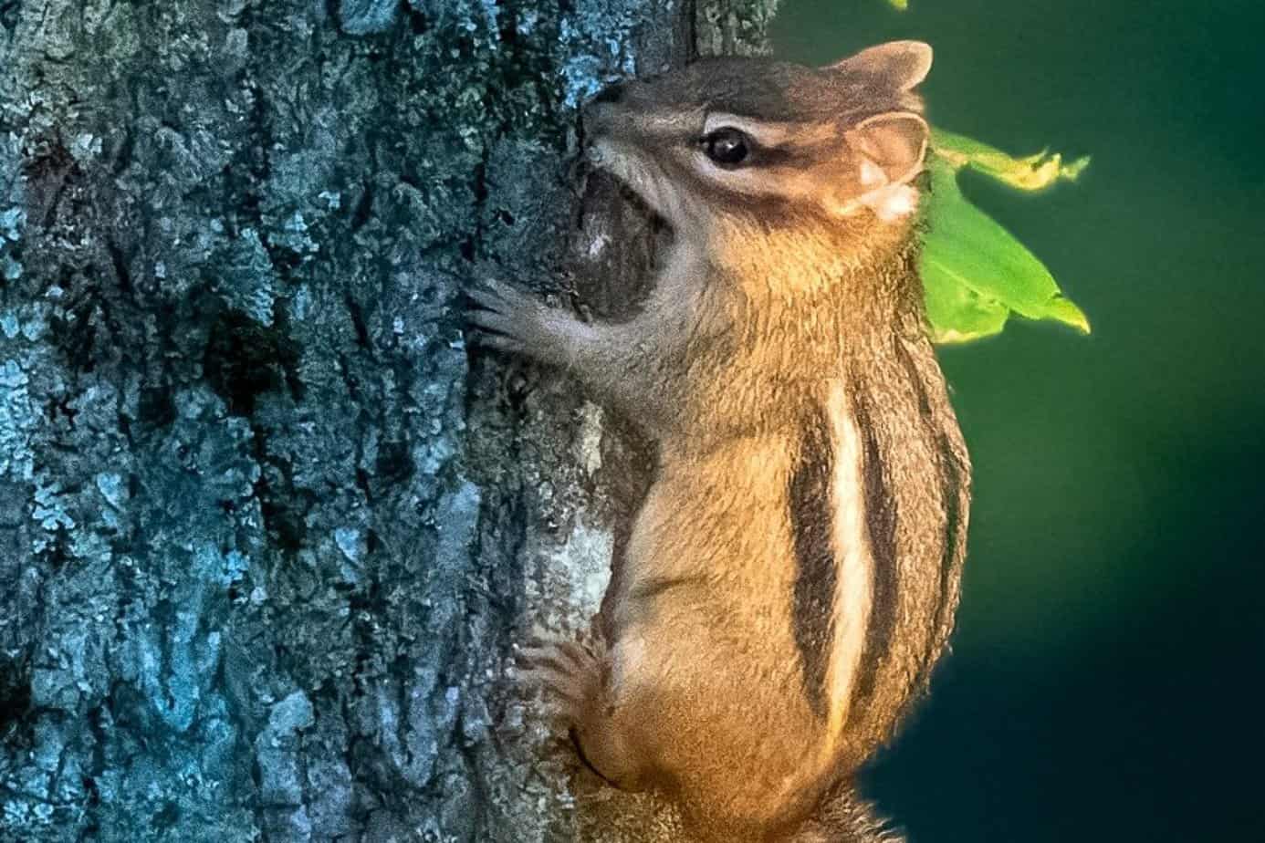 How to Keep Chipmunks Away From Tomato Plants: Plan to Save the Crop