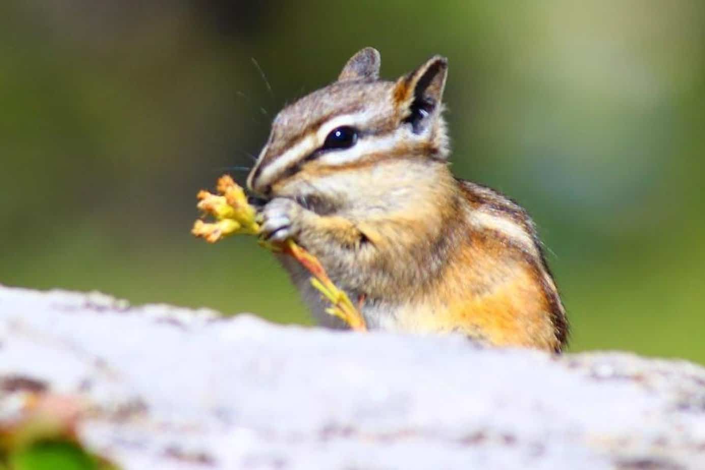 How to Keep Chipmunks Away From Tomato Plants: Plan to Save the Crop