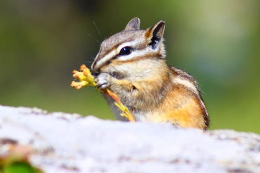 chipmunk-in-garden-eat