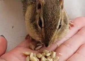 What Do Chipmunks Eat in the Garden: Rodent Control on Your Property