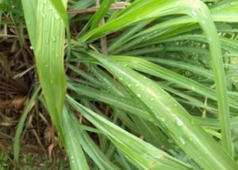 citronella plant