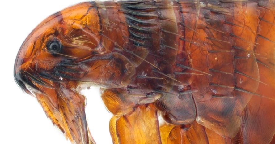 close-up of a flea on a white background