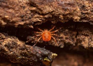 clover mite on bark