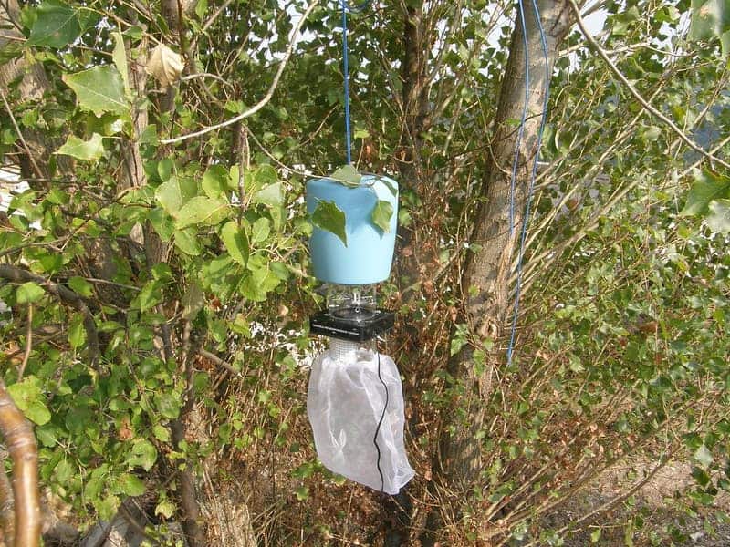 co2 trap hanging on tree