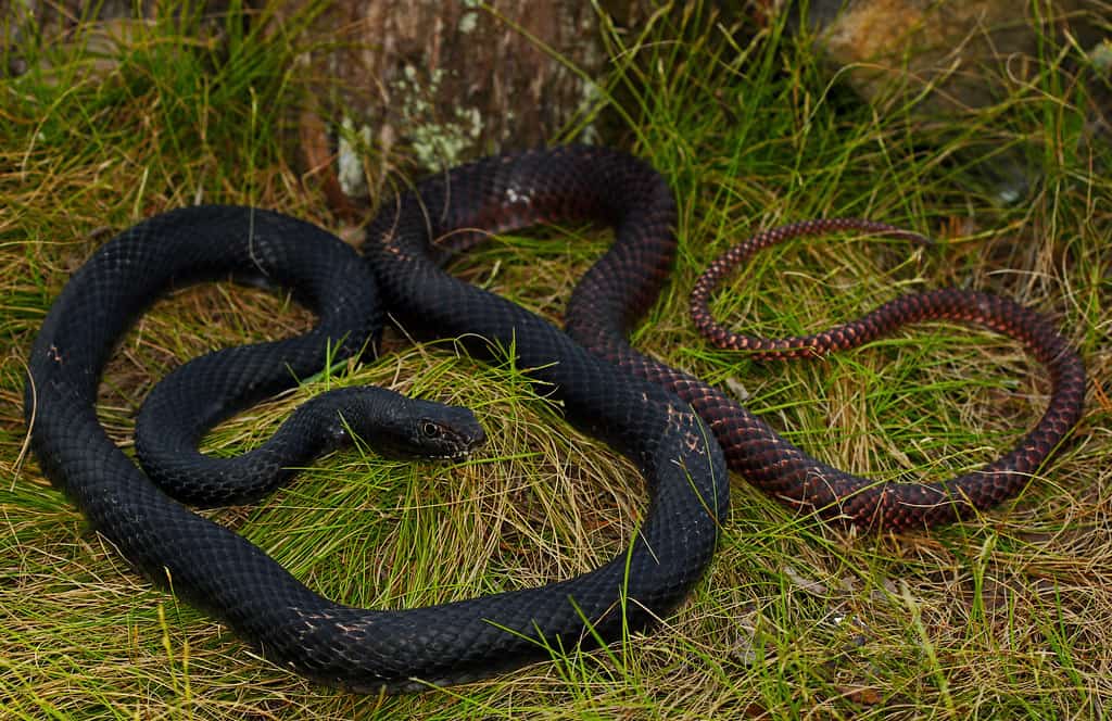 Coachwhip