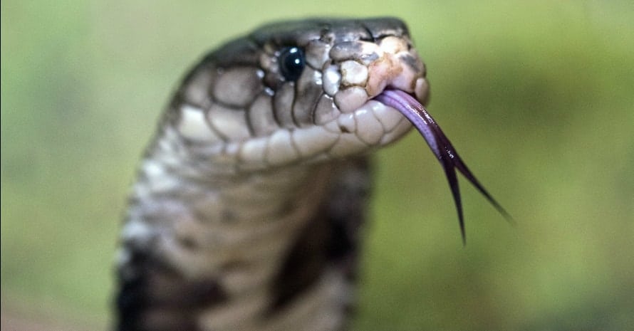 cobra sticks out tongue