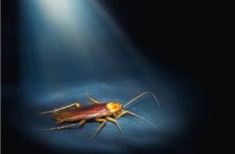 cockroach at night