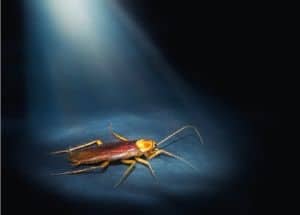 cockroach at night