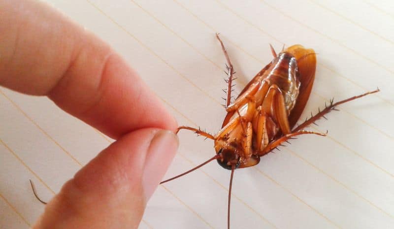 cockroach caught by the paw