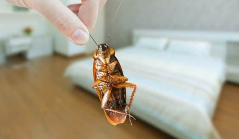 cockroach caught in bedroom