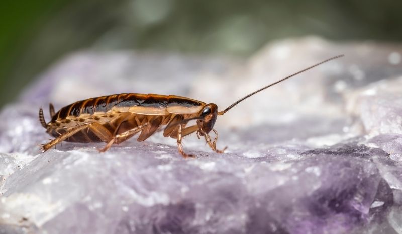 cockroach crawling on ice