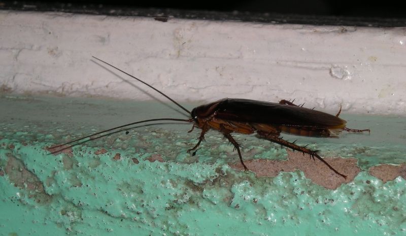 cockroach crawling up the wall