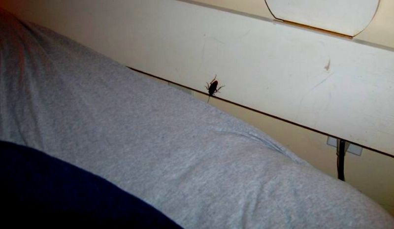 cockroach crawls into bed