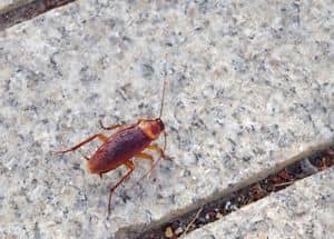 cockroach crawls on the floor