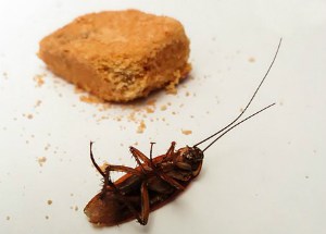 cockroach-dead