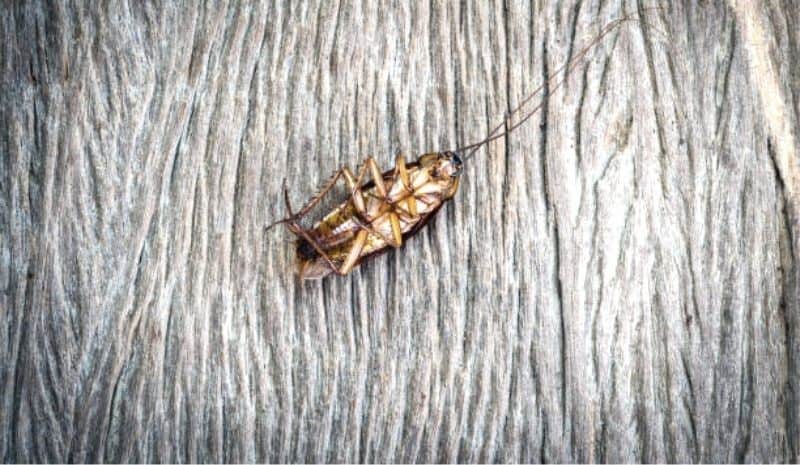 a cockroach died on a wooden floor