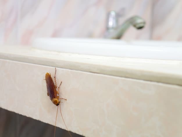 cockroach in the bathroom