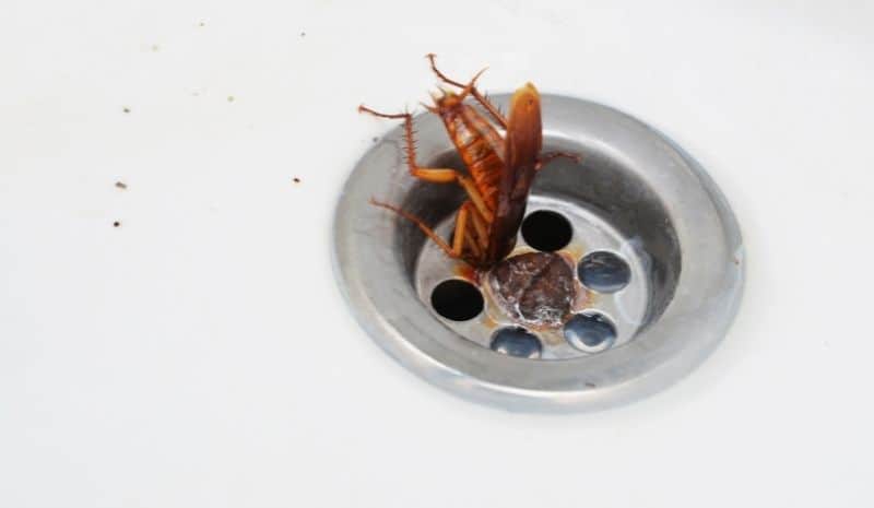 cockroach in the bathroom drain