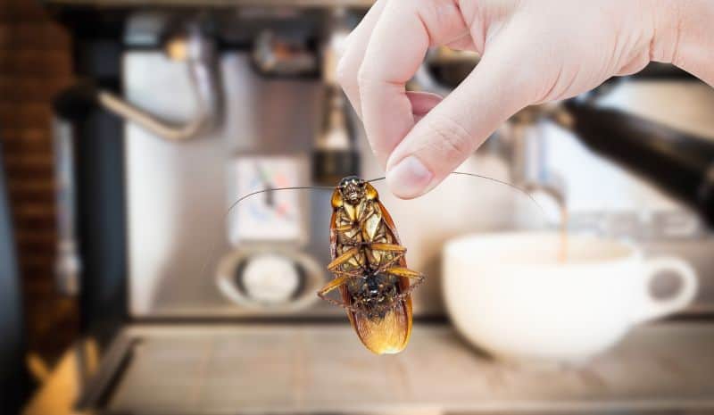 cockroach in front of the coffee machine