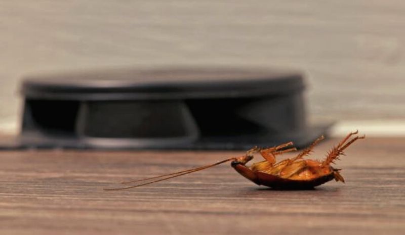 cockroach in front of the trap
