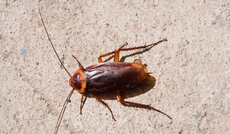 cockroach in the street