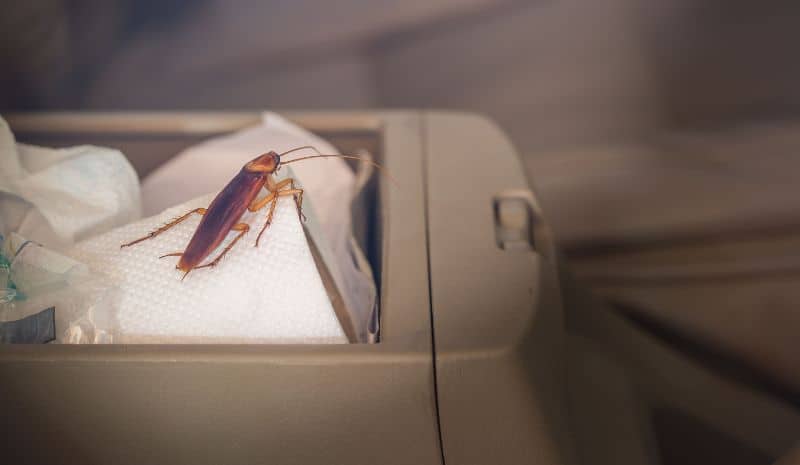 cockroach inside the car