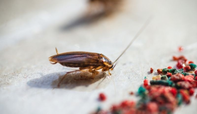 cockroach near food