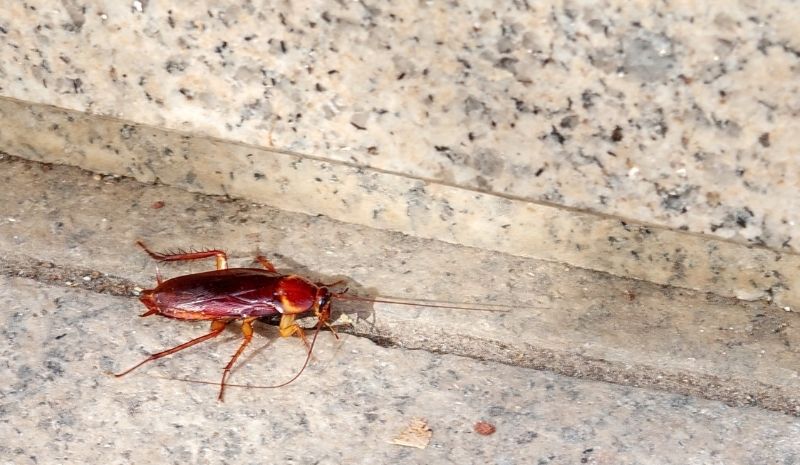 cockroach near the stone wall and floor