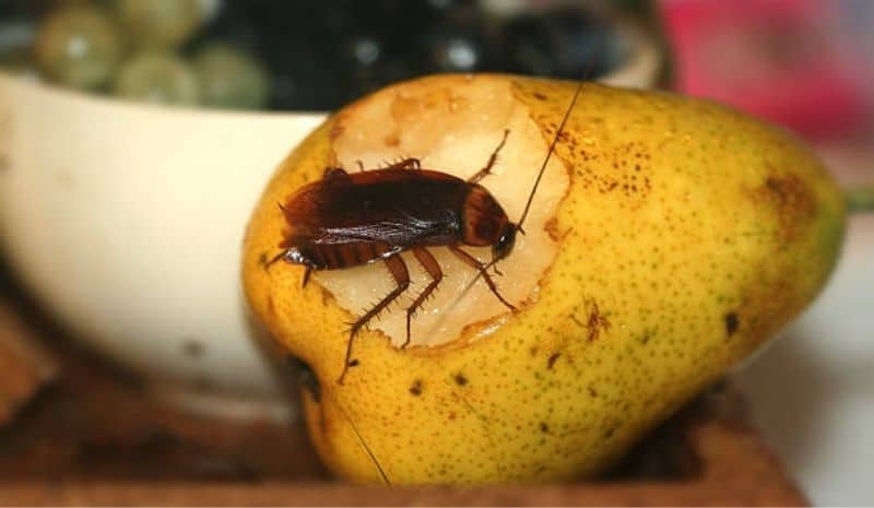 cockroach on a biting pear