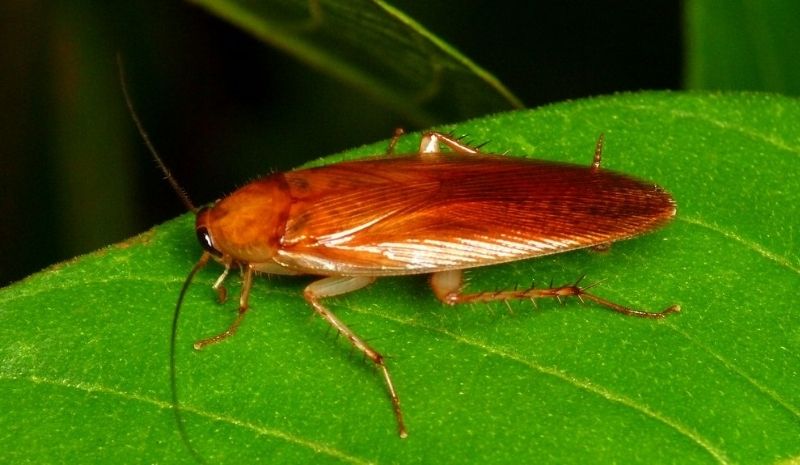 cockroach on a green leaf
