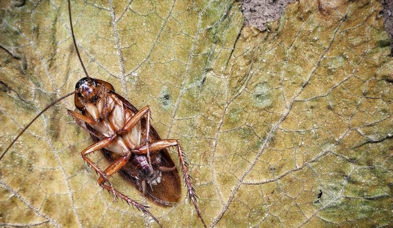 cockroach on a leaf