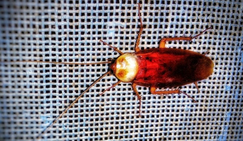 cockroach on a net