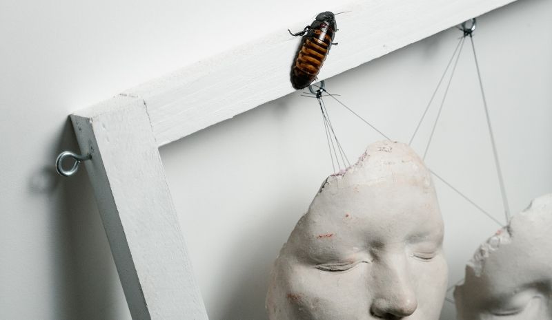 cockroach on a sculpture frame
